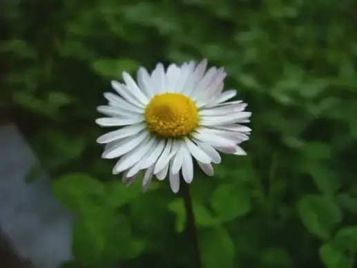 daisy flower