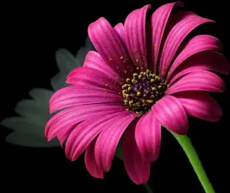 daisy pollen flower