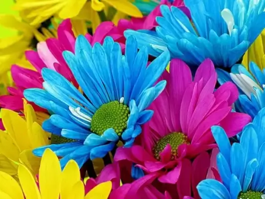 daisys flowers bloom