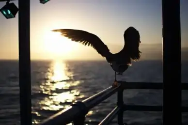 dancing seagull