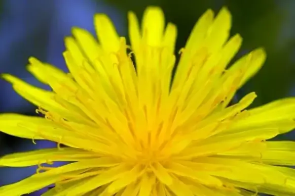 dandelion