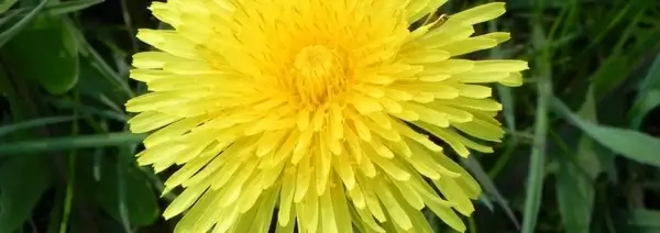 dandelion