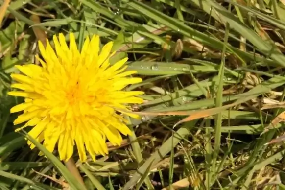 dandelion