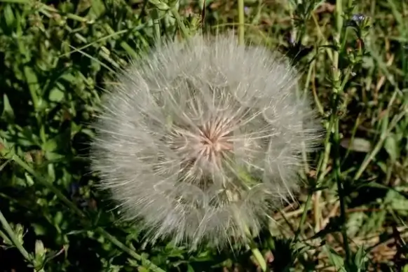 dandelion