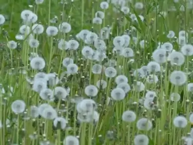 dandelion common dandelion taraxacum sect ruderalia