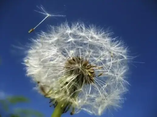 dandelion flower summer