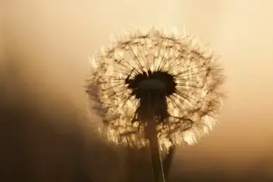 dandelion flowers summer