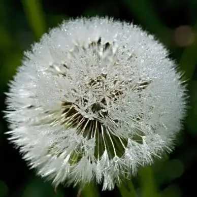 dandelion light