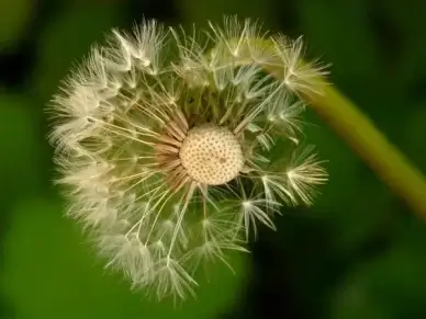 dandelion seeds flower