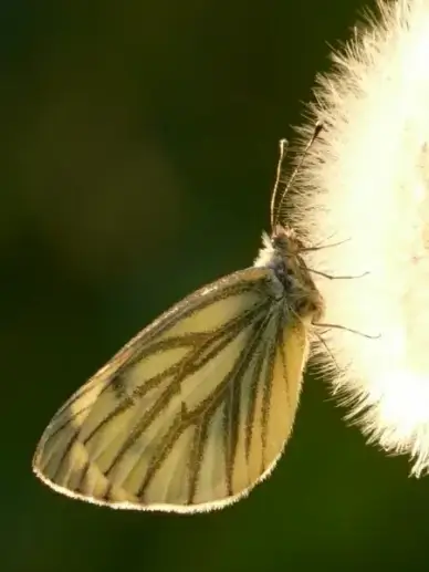 dandelion seeds flower