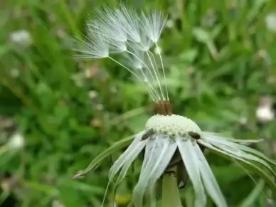 dandelion taraxacum officinale flower