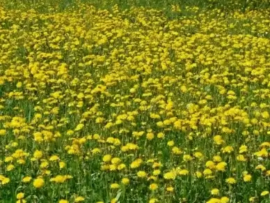 dandelion taraxacum yellow