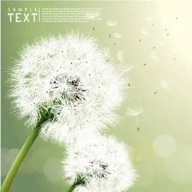 dandelion vector 2