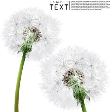 dandelion vector 4