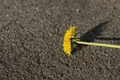 dandelion yellow orange
