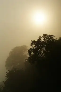 dark dawn fog foggy forest landscape light mist