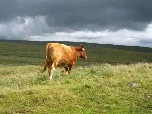 dartmoor cattle