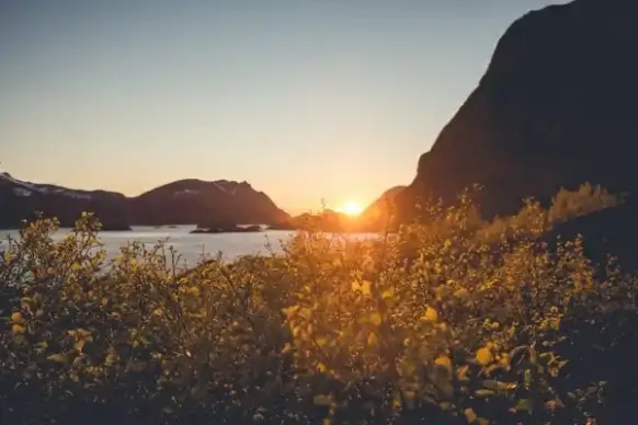 dawn dusk evening fog forest gold landscape light