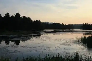 dawn forest lake landscape light marsh morning