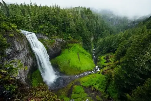 daytime forest idyllic landscape lush moss mountain