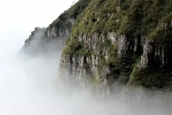 daytime forest idyllic landscape majestic mist
