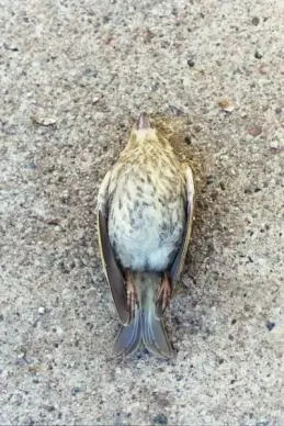 dead bird