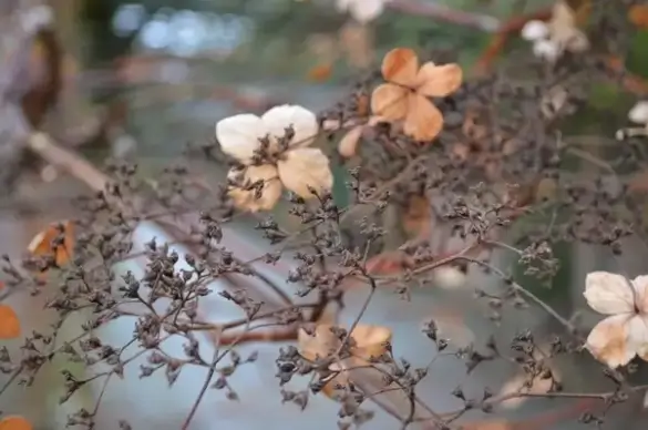 dead blooms