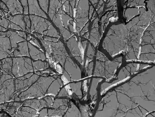 dead tree
