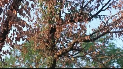 Dead trees