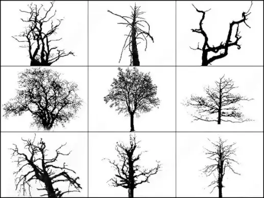 dead trees brush