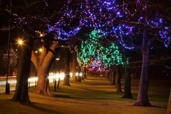 decorated trees