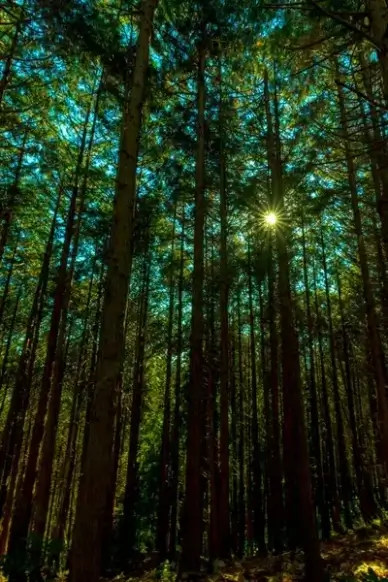deep forest