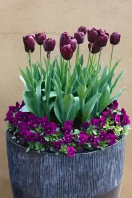 deep purple flowers in a pot
