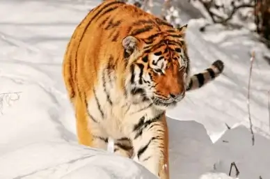 deep snow