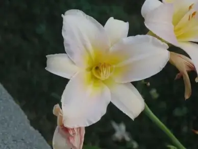 deer cropped white lily in our neighbours yard