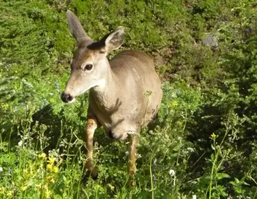 deer in my midst