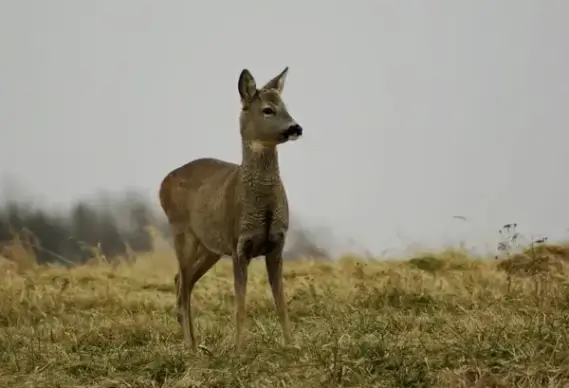 deer in the meadow