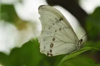 delicate balance