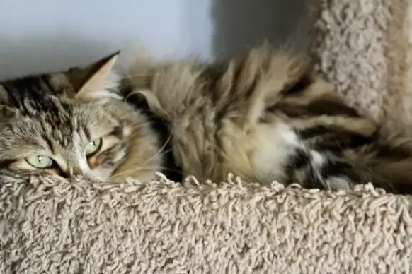 depressed cat