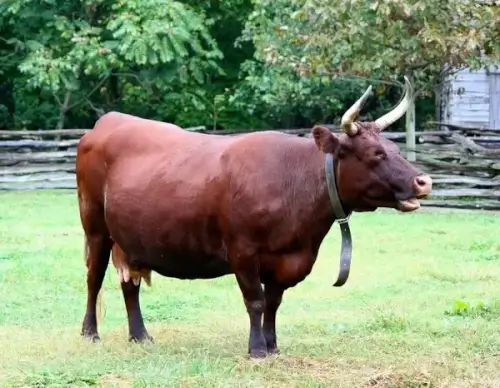 devon cow bovine milk cow