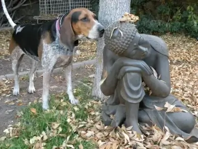 dharma and daisy