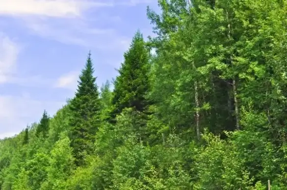 different trees