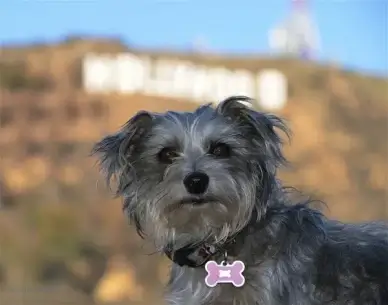 diva dog