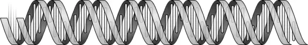 Dna Helix clip art