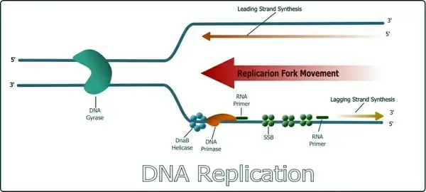 DNA Replication