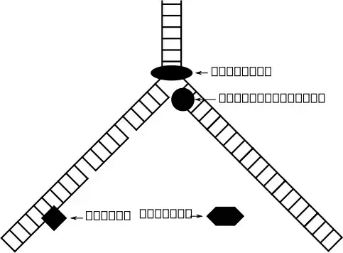 DNA replication