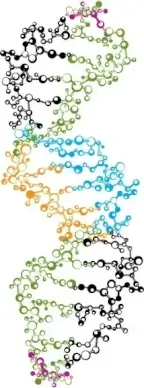 DNA Strand
