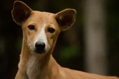 dog