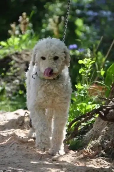 dog adrift poodle