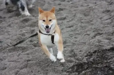 dog animal beach